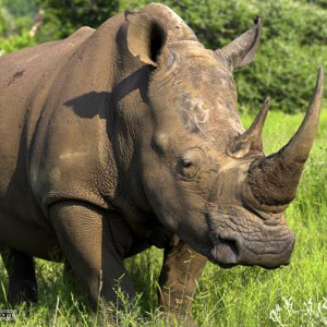 flashcard-cho-be-chu-de-ten-cac-loai-dong-vat