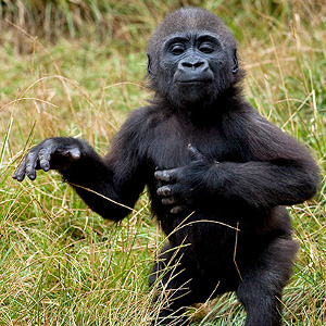 flashcard-cho-be-chu-de-ten-cac-loai-dong-vat