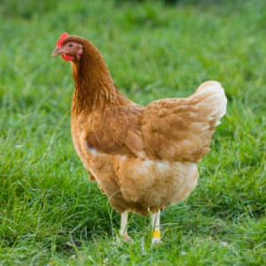 flashcard-cho-be-chu-de-ten-cac-loai-dong-vat