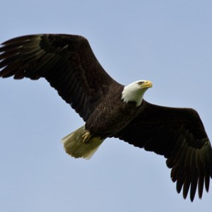 flashcard-cho-be-chu-de-ten-cac-loai-dong-vat