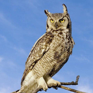 flashcard-cho-be-chu-de-ten-cac-loai-dong-vat