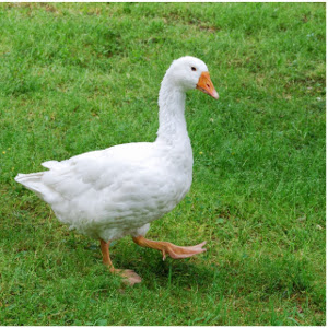 flashcard-cho-be-chu-de-ten-cac-loai-dong-vat