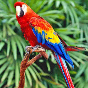 flashcard-cho-be-chu-de-ten-cac-loai-dong-vat