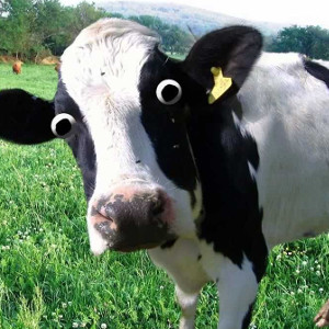 flashcard-cho-be-chu-de-ten-cac-loai-dong-vat