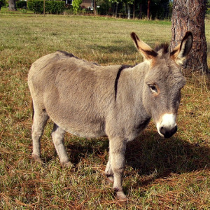 flashcard-cho-be-chu-de-ten-cac-loai-dong-vat