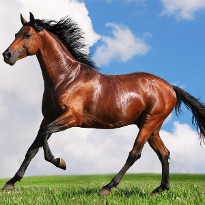 flashcard-cho-be-chu-de-ten-cac-loai-dong-vat