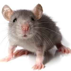 flashcard-cho-be-chu-de-ten-cac-loai-dong-vat