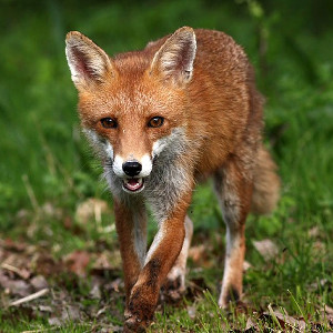 flashcard-cho-be-chu-de-ten-cac-loai-dong-vat