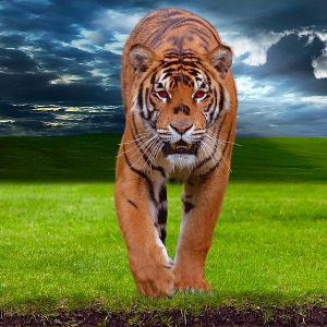 flashcard-cho-be-chu-de-ten-cac-loai-dong-vat