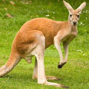 flashcard-cho-be-chu-de-ten-cac-loai-dong-vat