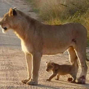 flashcard-cho-be-chu-de-ten-cac-loai-dong-vat