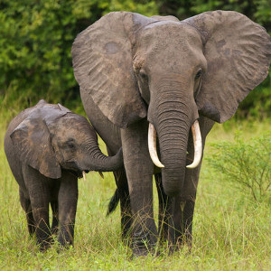 flashcard-cho-be-chu-de-ten-cac-loai-dong-vat