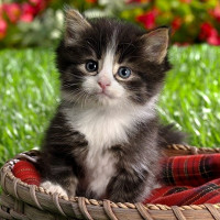 Thử tài tinh mắt: Có bao nhiêu khuôn mặt trong bức hình?