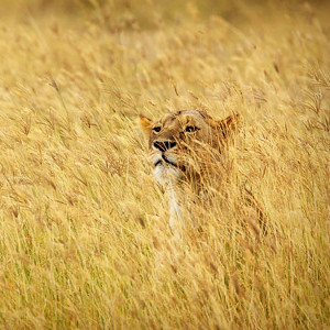 bai-tap-ngu-phap-tieng-anh-thi-qua-khu-hoan-thanh