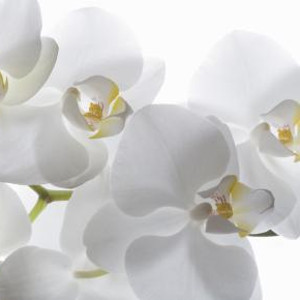 flashcard-hoc-tu-moi-tieng-anh-chu-de-mau-sac