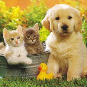 flashcard-hoc-tu-moi-hieu-qua-chu-de-gia-dinh