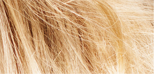 Thử tài phân biệt tóc người và bờm ngựa 