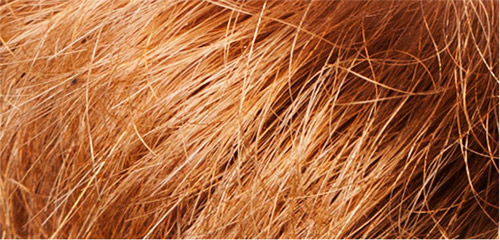 Thử tài phân biệt tóc người và bờm ngựa 