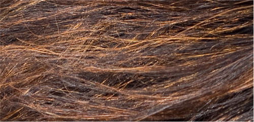 Thử tài phân biệt tóc người và bờm ngựa