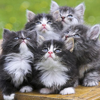 Thử tài phân biệt tóc người và bờm ngựa