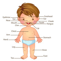 Flashcard học từ vựng các bộ phận trên cơ thể con người