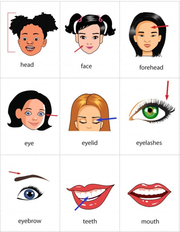 Video học từ vựng cơ thể người bằng tiếng anh