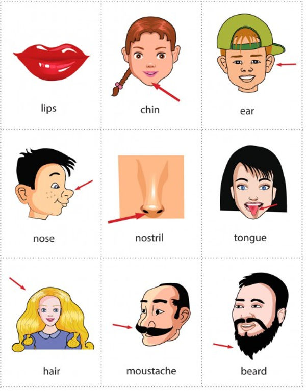 Từ vựng tiếng Anh chỉ cơ thể con ngư