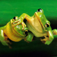 Văn mẫu lớp 6: Phát biểu cảm nghĩ về truyện ngụ ngôn “Ếch ngồi đáy giếng”