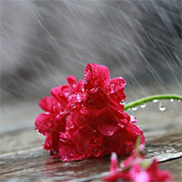 Văn mẫu lớp 6: Tả một ngày mùa đông mưa phùn