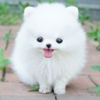 Mắt cú vọ mới nhìn được hình tròn nào nằm trên cùng