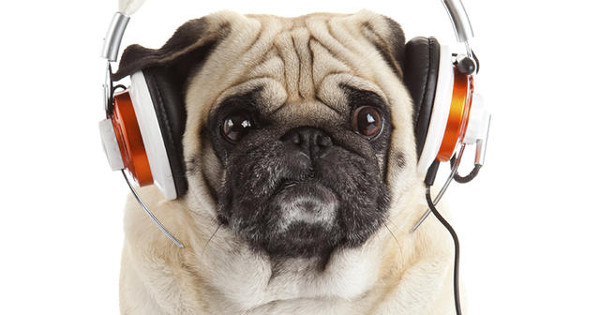 duong-tinh-duyen-cua-ban-lan-dan-trac-tro-la-do-dau