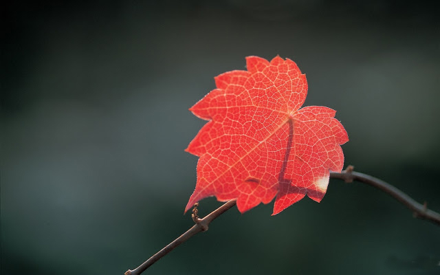 Suy nghĩ của em về tác phẩm chiếc lá cuối cùng của cụ Bơ men