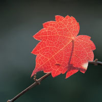 Văn mẫu lớp 9: Suy nghĩ của em về kiệt tác “chiếc lá cuối cùng” của cụ Bơ men trong “Chiếc lá cuối cùng”