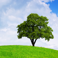 Tổng hợp câu hỏi và bài mẫu IELTS Writing Task 2 chủ đề Môi trường