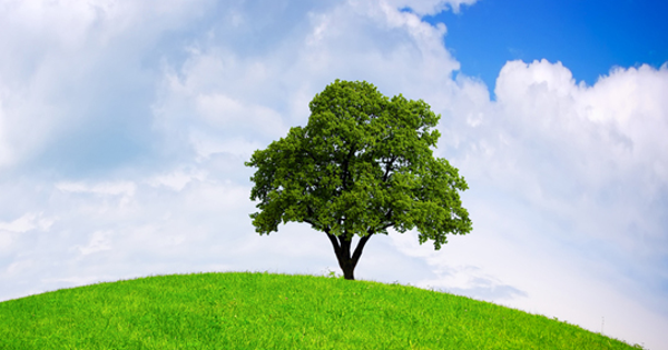 Tổng hợp bài mẫu Writing Task 2 Tổng hợp câu hỏi và bài mẫu IELTS Writing Task 2 chủ đề Môi trường