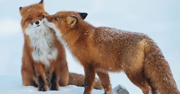 Độ phũ của bạn cao hay thấp 