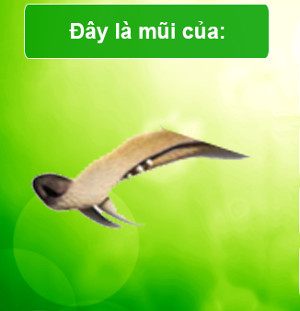 Trắc nghiệm về phim 