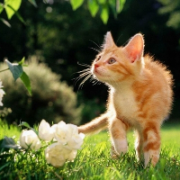 Căng mắt phân biệt hình vuông nằm trên