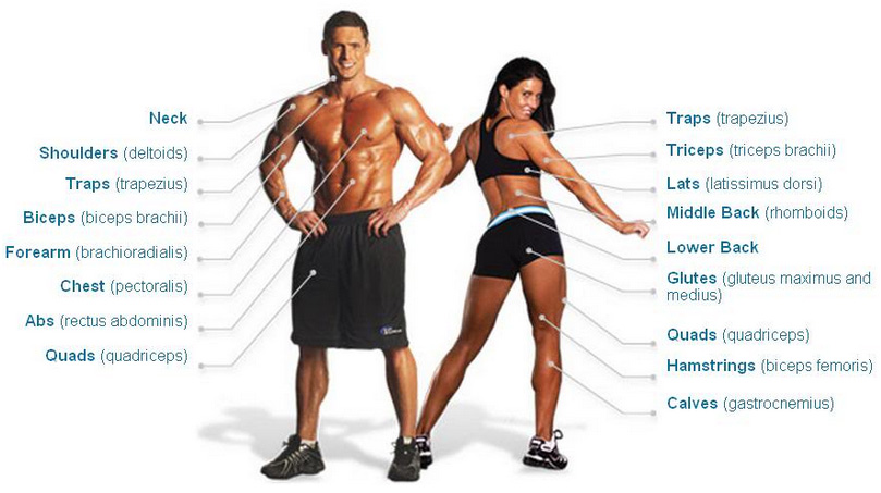 Các khái niệm từ vựng tiếng Anh liên quan đến thể hình và tập gym Từ vựng tiếng Anh về thể hình và tập gym