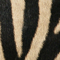 Kiểm tra trí não thông qua bức ảnh chụp cận cảnh