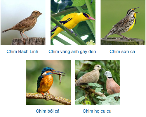 ban-co-tuong-lam-dai-ca-khong