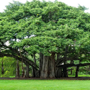 Flahscard học từ mới tiếng Anh cho bé: Chủ đề Têt Trung Thu 