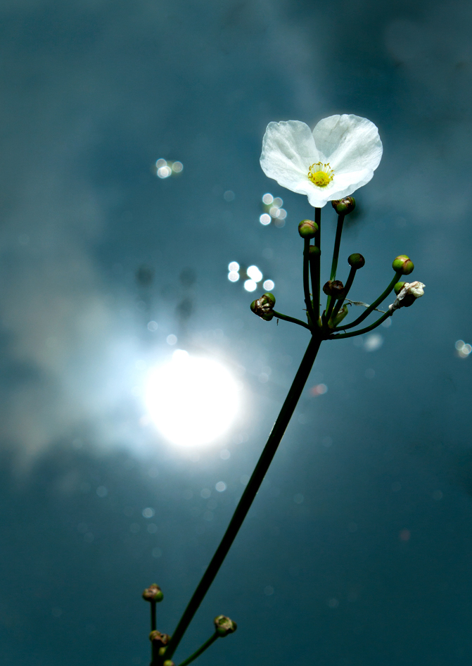 Cảm nghĩ về tác phẩm Tĩnh dạ tứ Cảm nghĩ về tác phẩm Tĩnh dạ tứ