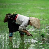 Văn mẫu lớp 7: Cảm nghĩ về bài ca dao “Người ta đi cấy lấy công…. Trời êm biển lặng mới yên tấm lòng”