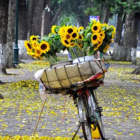 Đề thi khảo sát chất lượng đầu năm môn Sinh học lớp 11 trường THPT Hàn Thuyên, Bắc Ninh năm học 2016 - 2017