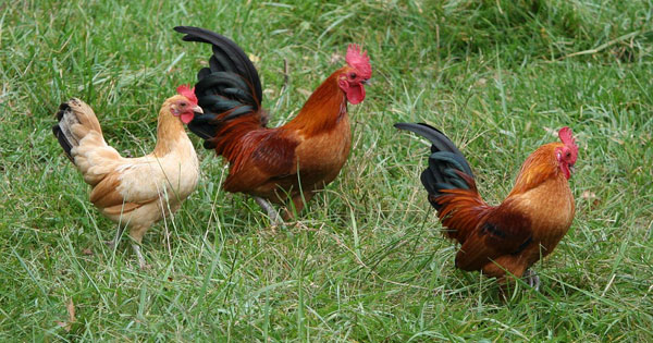 Thuyết minh về con gà