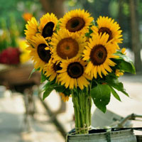 Bài tập trắc nghiệm tính đơn điệu của hàm số