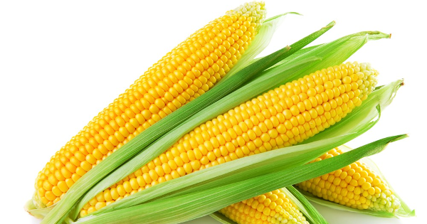 Bé học Tiếng Anh qua truyện: Corn for people and animals