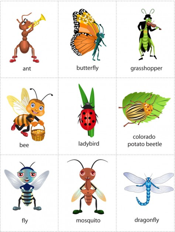 Từ vựng các loại côn trùng trong tiếng Anh
