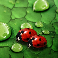 Flashcard for Kids: Insects